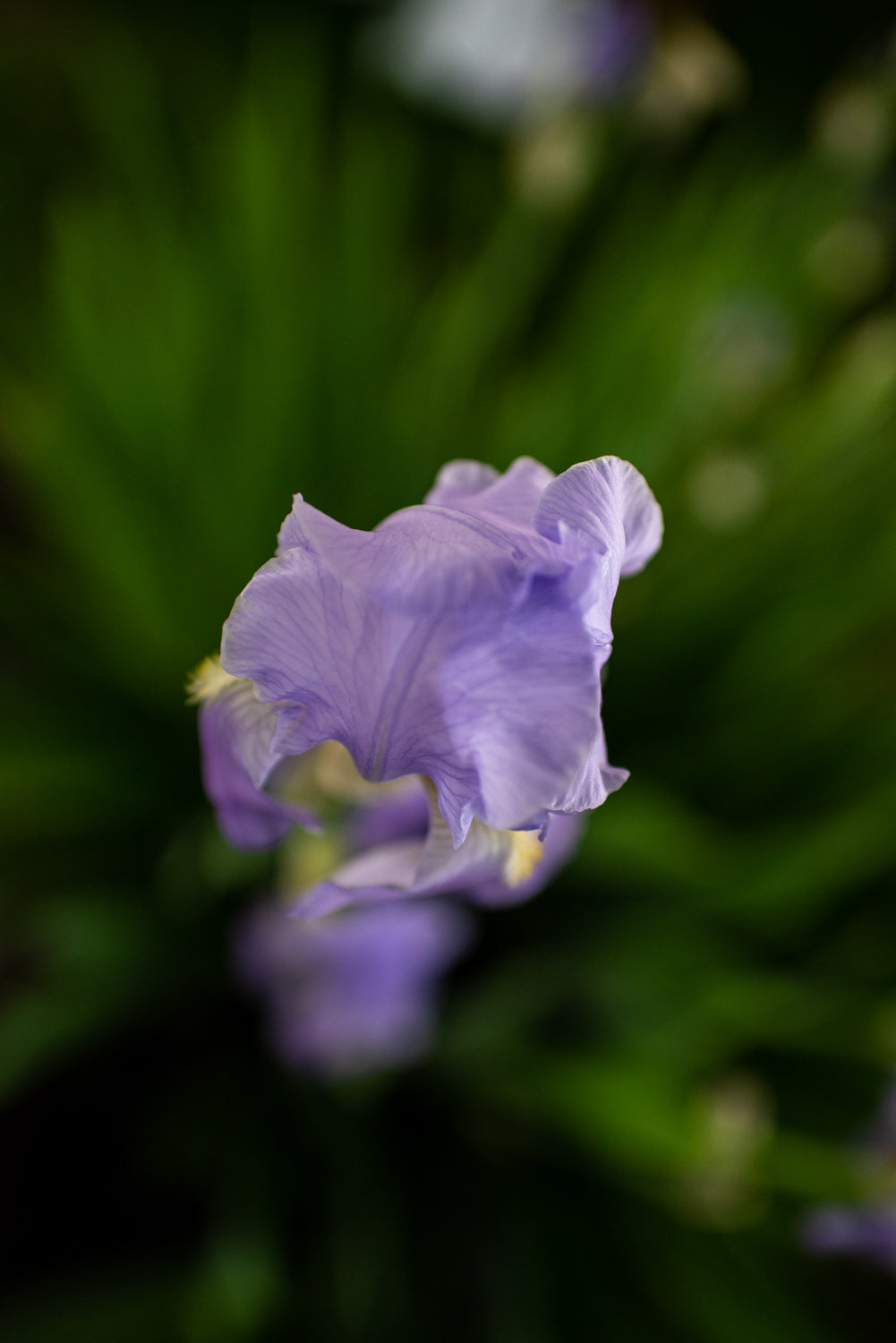 Purple Iris Nature Photography by Julie Davis